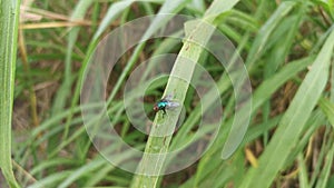 Blue bottle fly on the blady grass