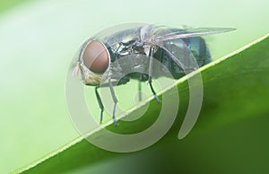 Blue bottle fly on the blady grass