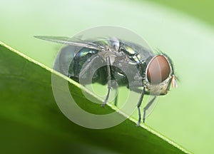 Blue bottle fly on the blady grass