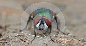 Blue bottle fly blowfly