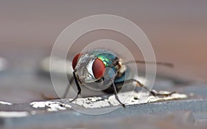 Blue bottle fly blowfly