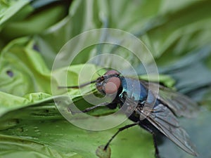 Blue bottle fly blowfly