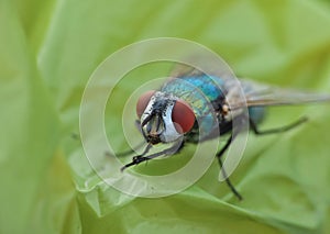 Blue bottle fly blowfly