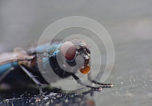Blue bottle fly blowfly