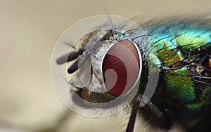 Blue bottle fly blowfly