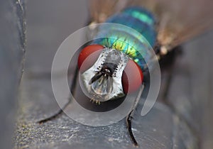 Blue bottle fly blowfly