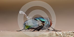 Blue bottle fly blowfly