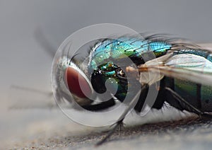 Blue bottle fly blowfly