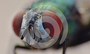 Blue bottle fly blowfly