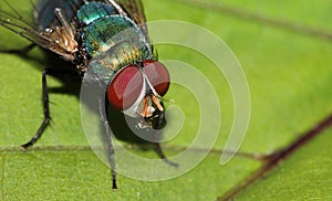 Blue Bottle Fly, Calliphora vomitoria, Lalbagh, Bangalore, Karnataka, India