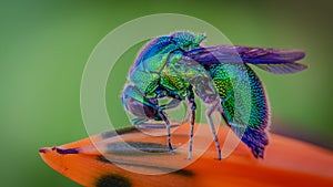 Blue Bottle Fly Insect Animal