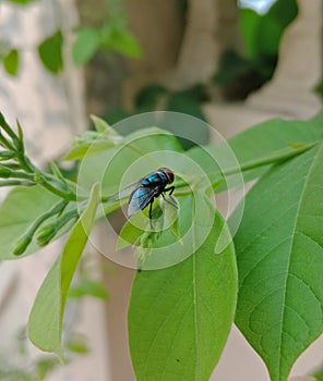 Blue bottle fly or bottlebee sitting on green leaves