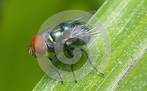Blue bottle fly perched on the flora.