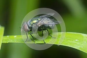 Blue bottle fly perched on the flora.