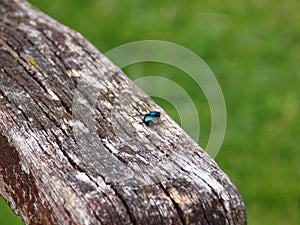 Blue Bottle Fly resting on Garden Chair Armrest