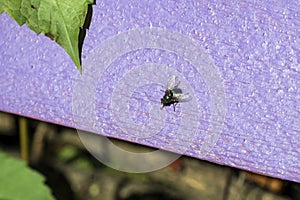 Blue bottle fly sits on a purple wooden surface