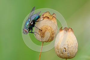 Blue bottle fly sitting motionless on a dry flower.