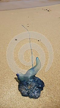 A Blue Bottle Jellyfish at Moonee Beach New South Wales Australia