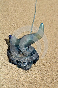 A Blue Bottle Jellyfish at Moonee Beach New South Wales Australia