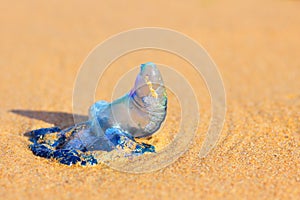 Bluebottle jellyfish washed ashore close-up photo