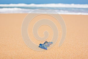 Blue bottle jellyfish on the sand with soft water wave