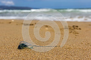 Blue Bottle jellyfish washed ashore