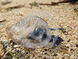 Blue bottle jellyfish washed ashore on a pebble beach