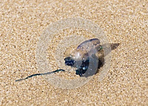 Blue Bottle - Portuguese Man-of-War