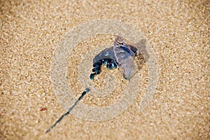 Blue Bottle - Portuguese Man-of-War