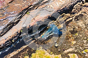Blue bottle or Portuguese man of war jellyfish in water