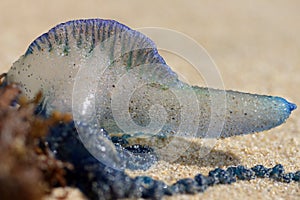 Blue Bottle, or Portuguese Man of War (Physalia utriculus)