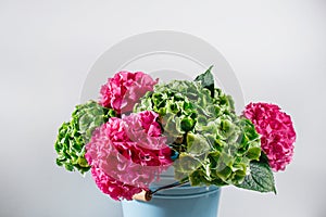 blue bowl bucket a bunch green and pink color hydrangea white background. bright colors. purple cloud. 50 shades