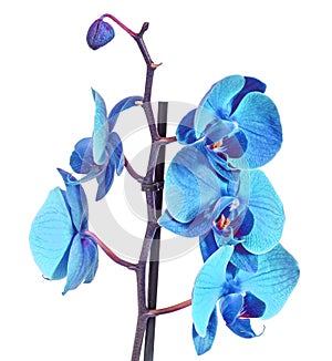 Blue branch orchid flowers, Orchidaceae, Phalaenopsis known as the Moth Orchid, abbreviated Phal