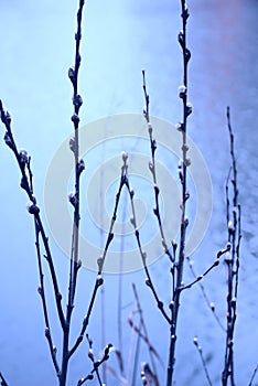 Blue branches of willow