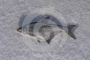 Blue bream fish on snow. Winter ice fishing