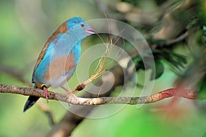 Blue-breasted Cordon-bleu bird