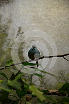 A Blue-breasted Cordonbleu in Frankfurt zoo