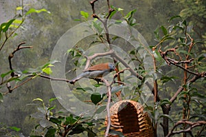 A Blue-breasted Cordonbleu in Frankfurt zoo