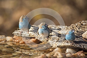 Blue-breasted Cordonbleu in Kruger National park, South Africa