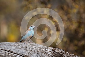 Blue-breasted Cordonbleu in Kruger National park, South Africa