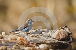 Blue-breasted Cordonbleu in Kruger National park, South Africa