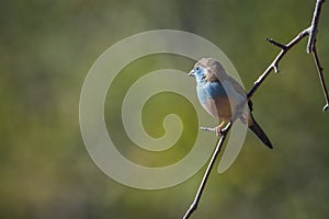 Blue-breasted Cordonbleu in Kruger National park, South Africa