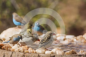 Blue-breasted Cordonbleu in Kruger National park, South Africa