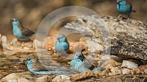 Blue-breasted Cordonbleu in Kruger National park, South Africa