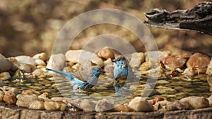 Blue-breasted Cordonbleu in Kruger National park, South Africa