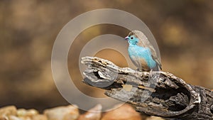 Blue-breasted Cordonbleu in Kruger National park, South Africa