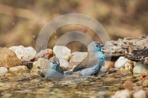 Blue-breasted Cordonbleu in Kruger National park, South Africa