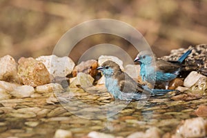 Blue-breasted Cordonbleu in Kruger National park, South Africa