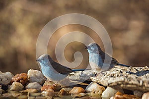 Blue-breasted Cordonbleu in Kruger National park, South Africa