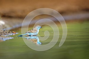 Blue-breasted Cordonbleu in Kruger National park, South Africa